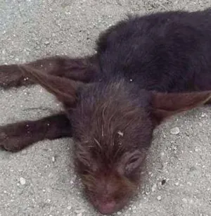 Cachorro raça VIRA LATA idade 2 a 6 meses nome MENINA CARENTE