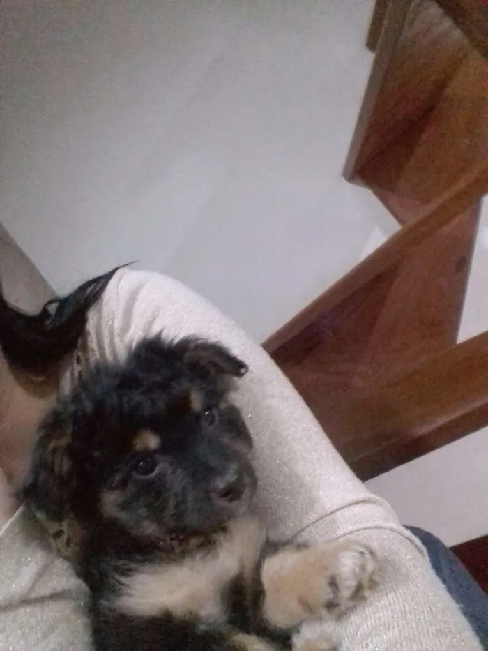 Cachorro ra a  idade 2 a 6 meses nome bel