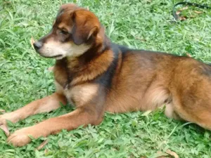 Cachorro raça Mestiço pastor alemão idade 7 a 11 meses nome Boomer