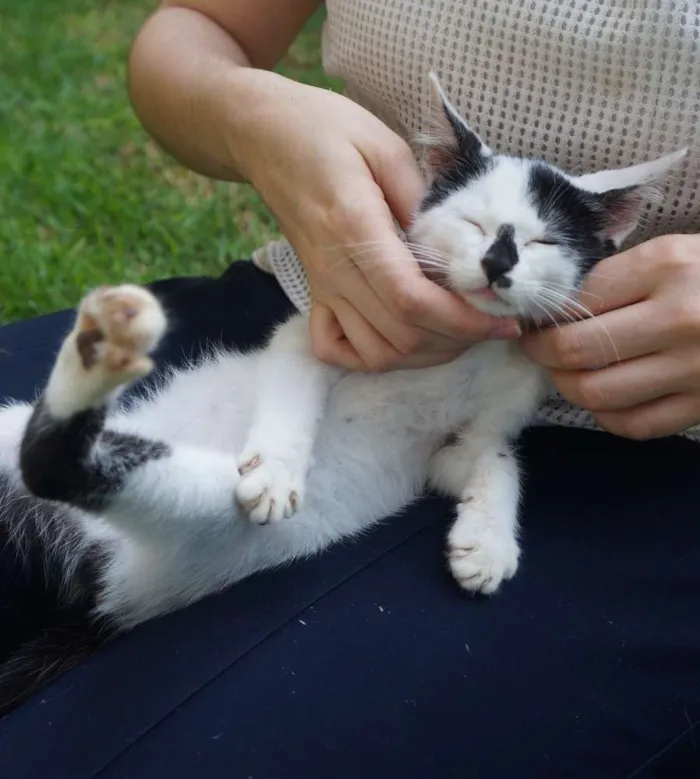 Gato ra a  idade 2 a 6 meses nome Floquinho