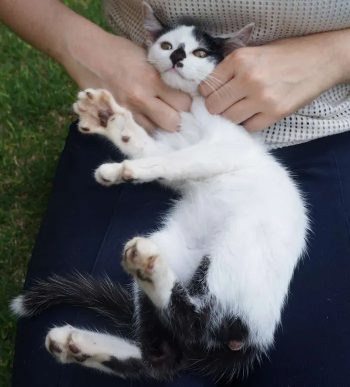Gato ra a  idade 2 a 6 meses nome Floquinho