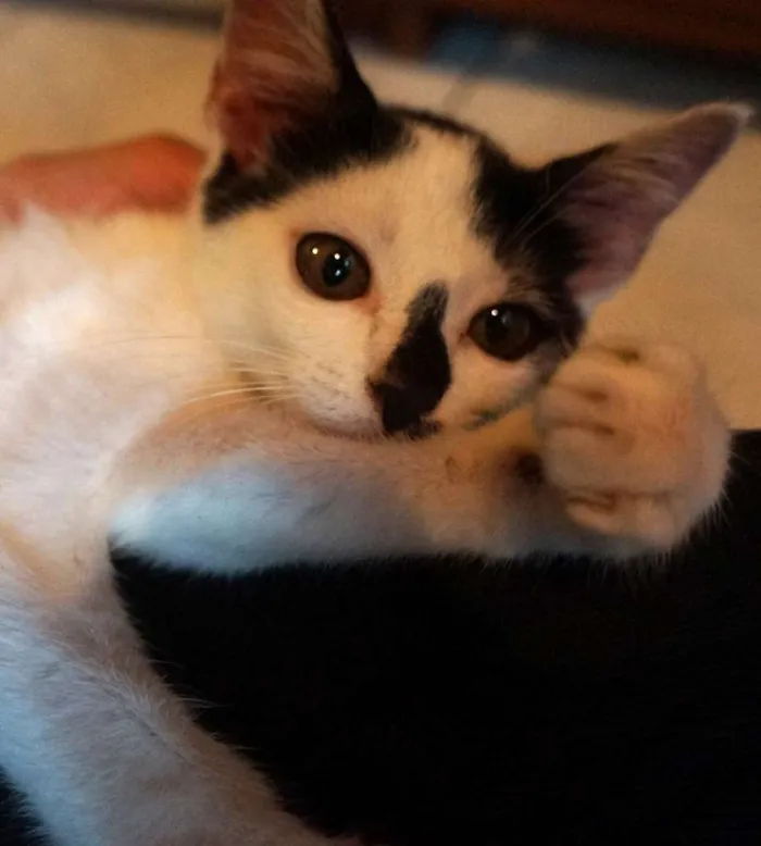 Gato ra a  idade 2 a 6 meses nome Floquinho
