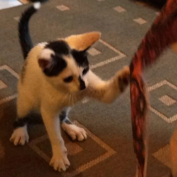 Gato ra a  idade 2 a 6 meses nome Floquinho