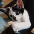 Floquinho