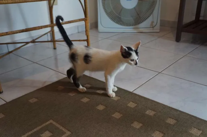 Gato ra a  idade 2 a 6 meses nome Floquinho