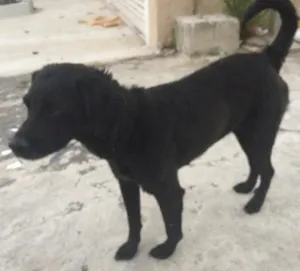 Cachorro raça Srd idade 4 anos nome Sem nome 
