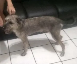Cachorro raça imstinta idade 2 anos nome bel