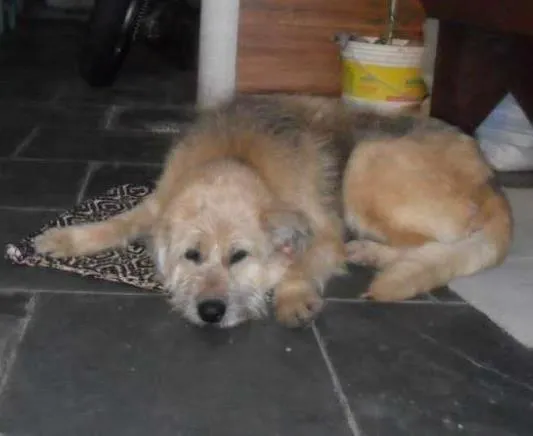 Cachorro ra a SRD idade 4 anos nome CRIS