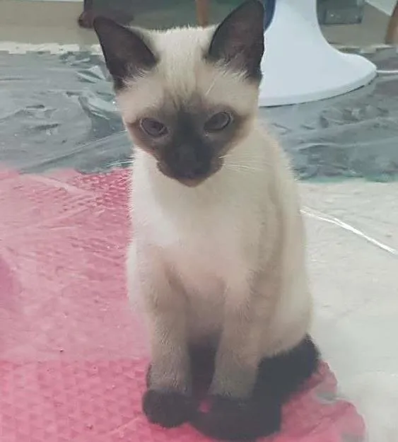 Gato ra a Srd idade 2 a 6 meses nome Ainda sem nome