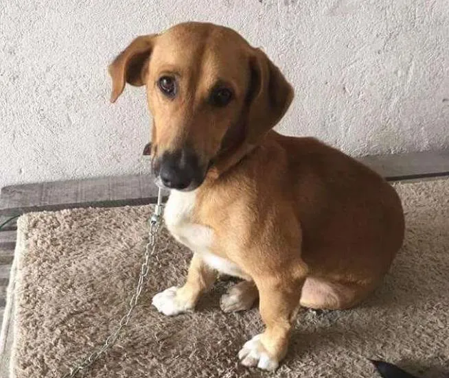 Cachorro ra a Vira lata idade 2 anos nome Beethoven
