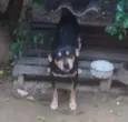 Maradona