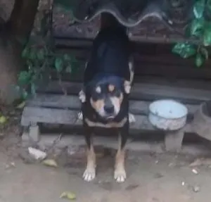 Cachorro raça Vira lata idade 1 ano nome Maradona