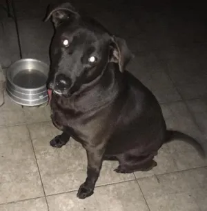 Cachorro raça Labrador idade 3 anos nome Apolo