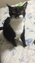 Tigor