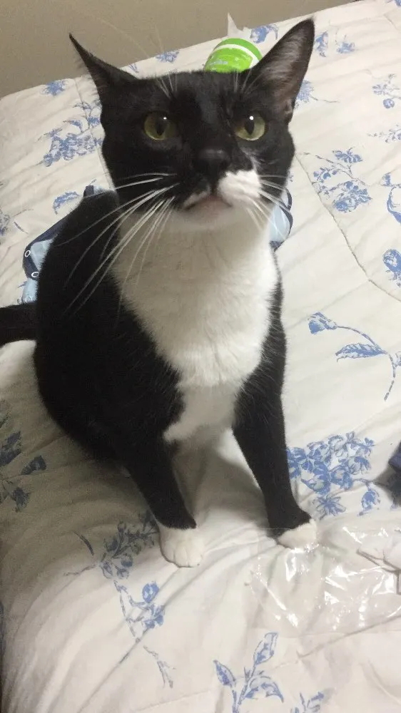 Gato ra a SRD idade 2 anos nome Tigor