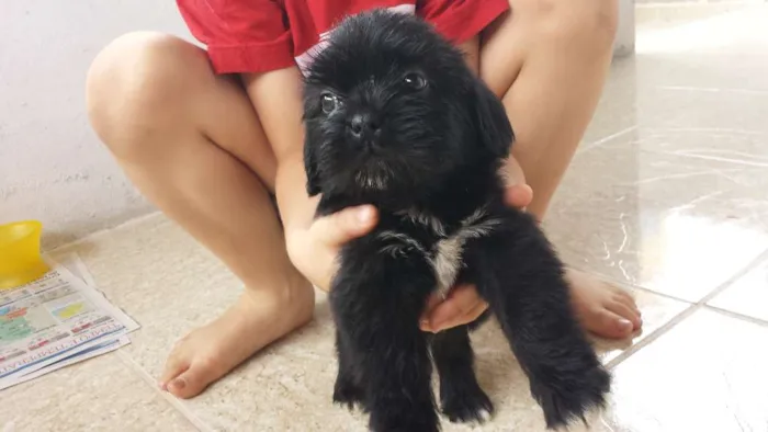 Cachorro raça shitzu com Ilhasa idade Abaixo de 2 meses nome bob