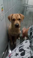 Zeca