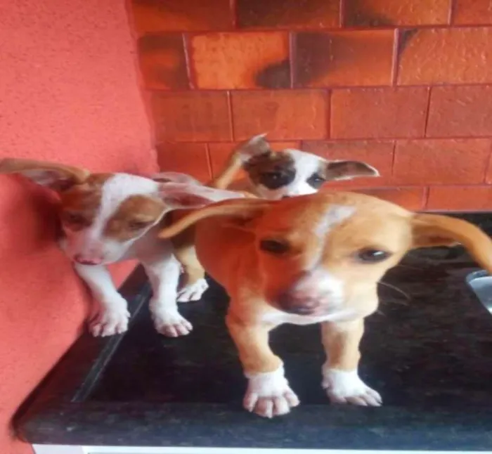 Cachorro raça Vira Lata idade 2 a 6 meses nome -