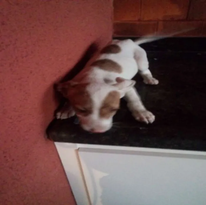 Cachorro raça Vira Lata idade 2 a 6 meses nome -