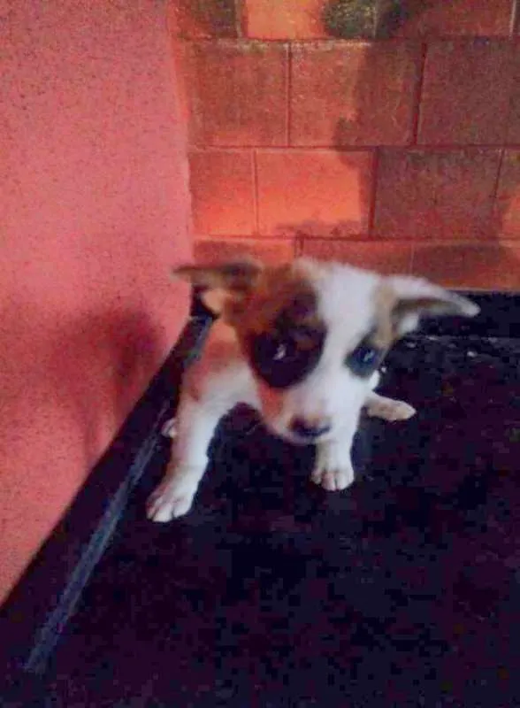 Cachorro raça Vira Lata idade 2 a 6 meses nome -