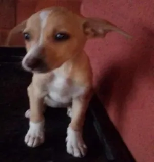 Cachorro raça Vira Lata idade 2 a 6 meses nome -