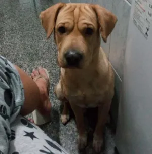 Cachorro raça Pitbull com sharpei idade 2 anos nome Zeca