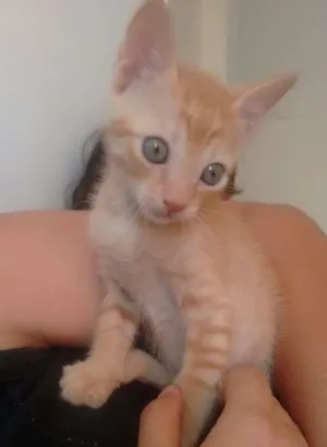 Gato raça SRD idade 2 a 6 meses nome Sem nome