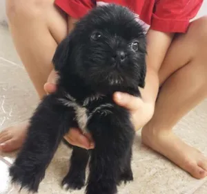 Cachorro raça shitzu com Ilhasa idade Abaixo de 2 meses nome bob