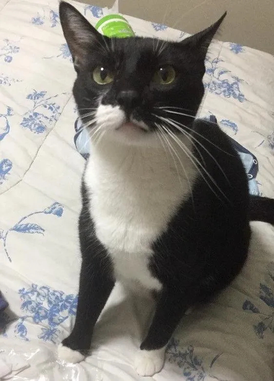 Gato ra a SRD idade 2 anos nome Tigor