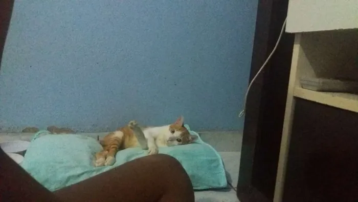 Gato ra a Vira lata idade 7 a 11 meses nome Naruto