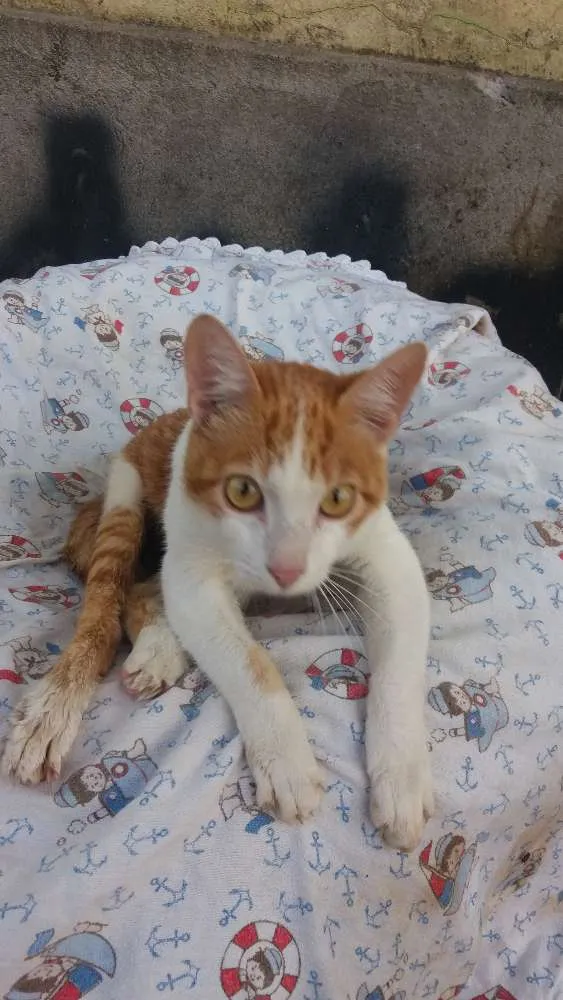 Gato ra a Vira lata idade 7 a 11 meses nome Naruto