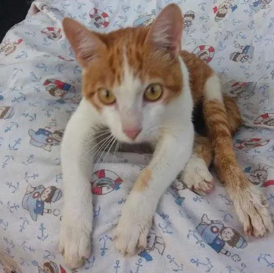 Gato ra a Vira lata idade 7 a 11 meses nome Naruto