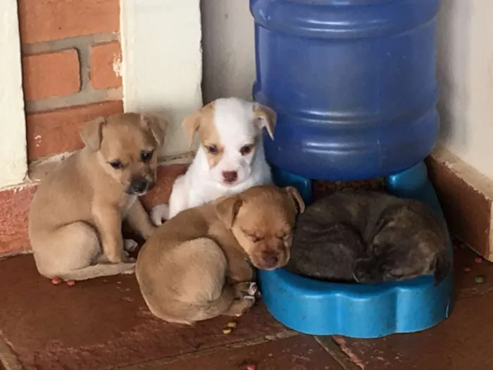 Cachorro raça SRD idade Abaixo de 2 meses nome sem nome ainda