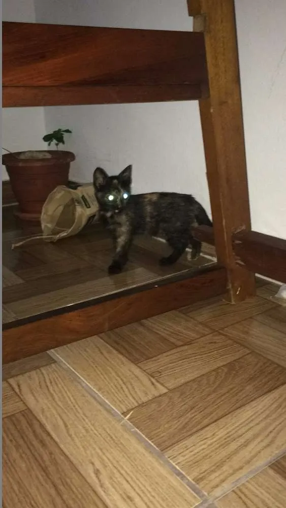 Gato raça Indefinida idade 2 a 6 meses nome Pagu