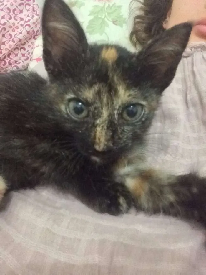 Gato raça Indefinida idade 2 a 6 meses nome Pagu