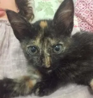 Gato raça Indefinida idade 2 a 6 meses nome Pagu