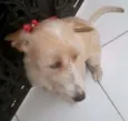 Pitty
