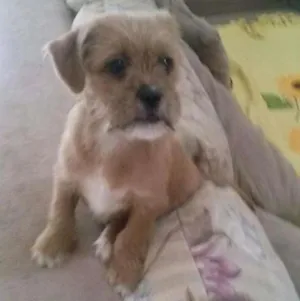 Cachorro raça  idade Abaixo de 2 meses nome x bagunça