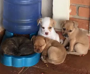 Cachorro raça SRD idade Abaixo de 2 meses nome sem nome ainda