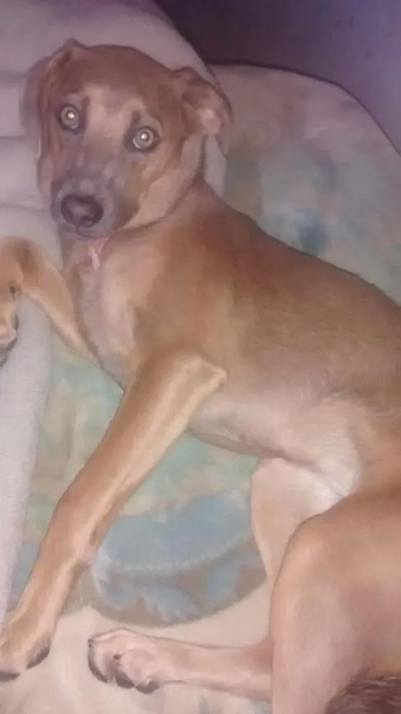 Cachorro ra a Mestiço idade 7 a 11 meses nome Kisha