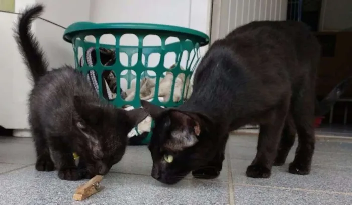 Gato ra a SRD idade 1 ano nome Dandara e Gris