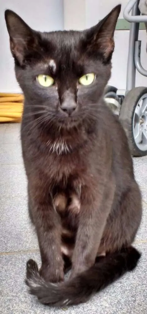 Gato ra a SRD idade 1 ano nome Dandara e Gris
