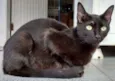 Dandara e Gris