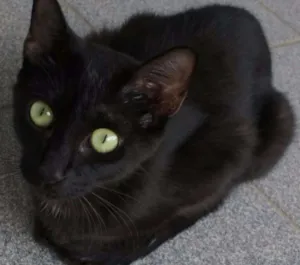 Gato raça SRD idade 1 ano nome Dandara e Gris
