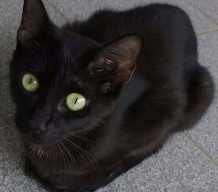 Gato ra a SRD idade 1 ano nome Dandara e Gris