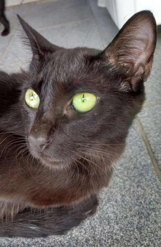 Gato ra a SRD idade 1 ano nome Dandara e Gris