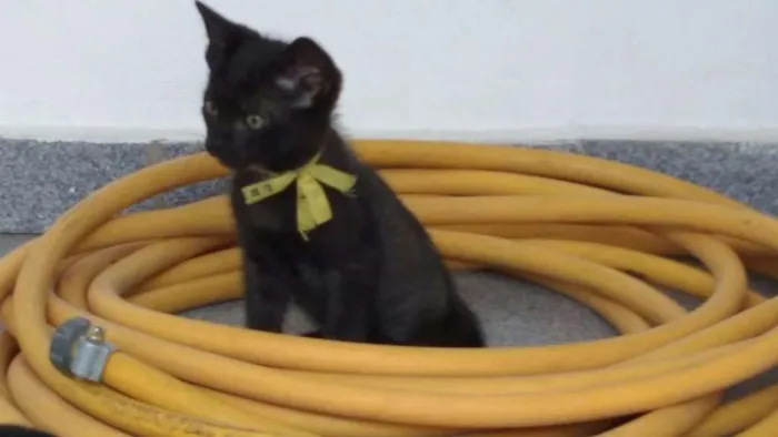 Gato ra a SRD idade 1 ano nome Dandara e Gris