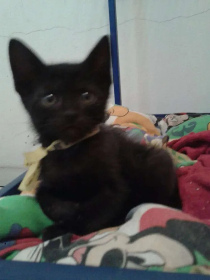 Gato ra a SRD idade 1 ano nome Dandara e Gris