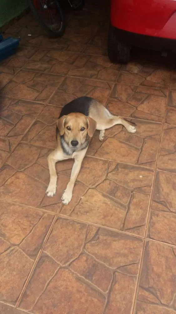Cachorro ra a Vira lata  idade 2 anos nome Chitara e xerife 