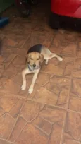 Chitara e xerife